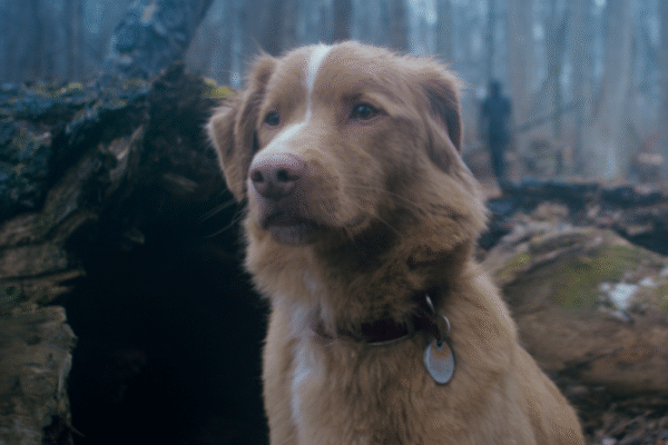 Good boy trailer 2025