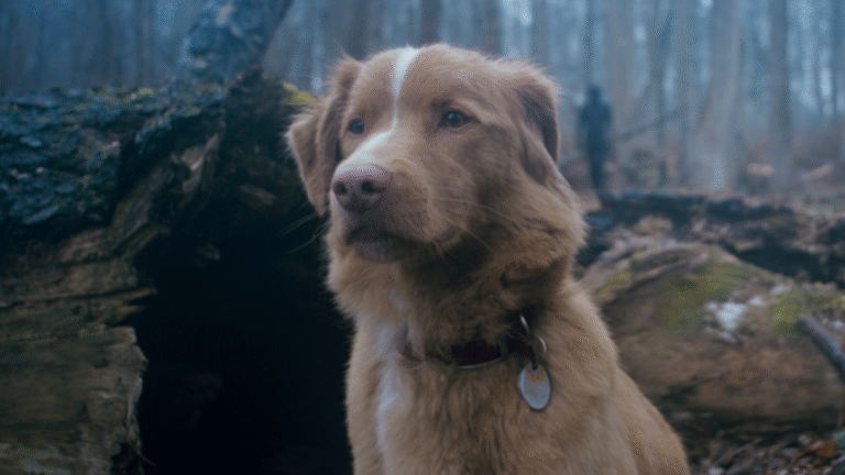 Good boy trailer 2025