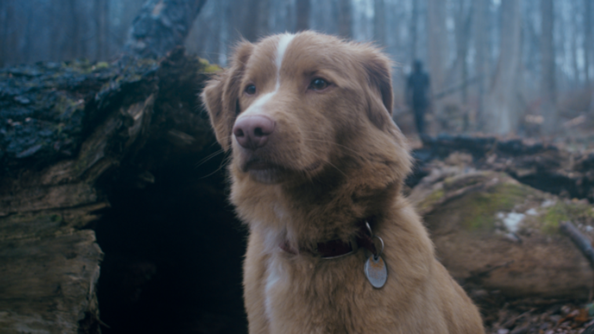 Good boy trailer 2025